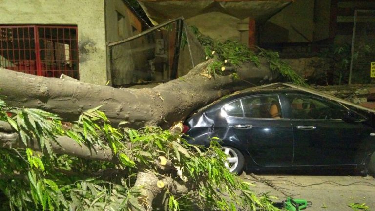 Tree Falls Down On ‘Honda City’ Car At Thane, Live Picture Of The Incident
