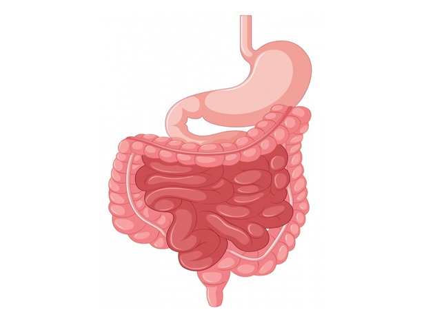 Diseases of the Gastrointestinal Tract Explained by Dr. Harsh Sheth, a bariatric surgeon from Mumbai.